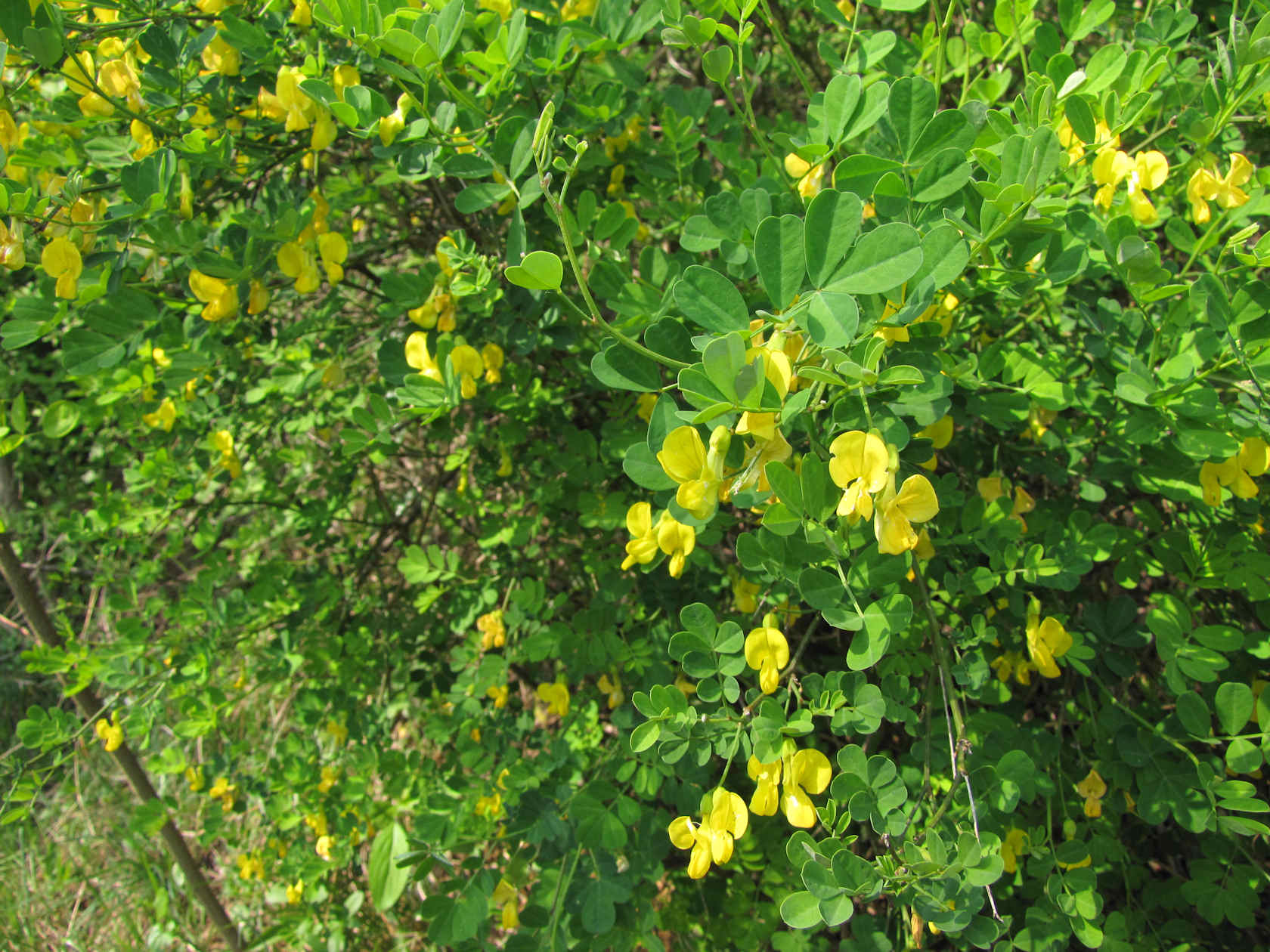 Emerus major (=Coronilla emerus) / Cornetta dondolina